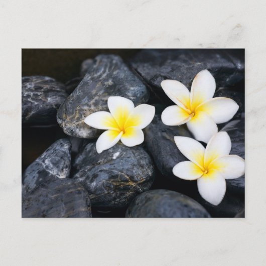 Weiße Blume auf schwarzen Steinen Postkarte (Vorderseite)