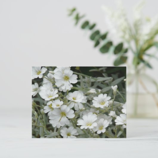 Weiße Blume aus dem Garten Postkarte (Stehend Vorderseite)