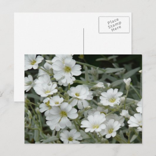 Weiße Blume aus dem Garten Postkarte (Vorne/Hinten)