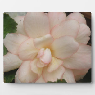 Weiße Blume Begonia Plaque Fotoplatte