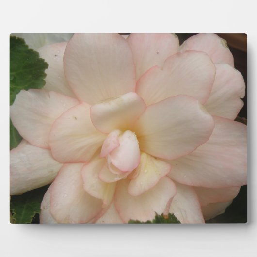 Weiße Blume Begonia Plaque Fotoplatte (Vorderseite)