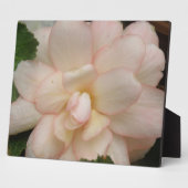 Weiße Blume Begonia Plaque Fotoplatte (Seite)