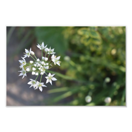 Weiße Blume Delikates Blumenblossom Foto (Vorne)