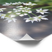 Weiße Blume Delikates Blumenblossom Foto (Ecke)