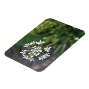Weiße Blume Delikates Blumenblossom Foto Magnet