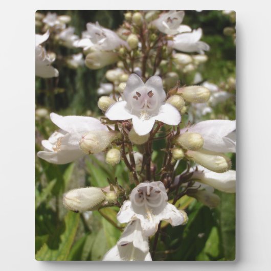 Weiße Blume Fotoplatte (Vorderseite)