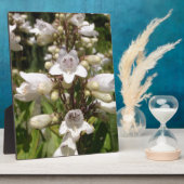 Weiße Blume Fotoplatte (Seite)