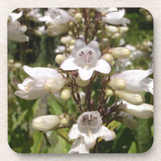Weiße Blume Getränkeuntersetzer (Vorderseite)
