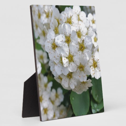 Weiße Blume glühen Fotoplatte (Seite)