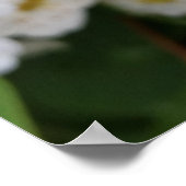 Weiße Blume glühen Poster (Ecke)