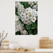 Weiße Blume glühen Poster (Küche)