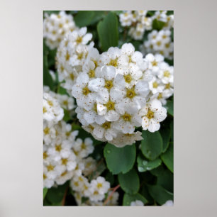 Weiße Blume glühen Poster