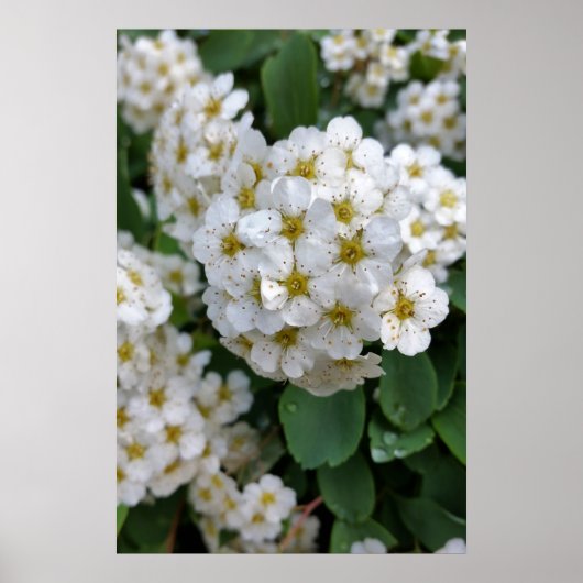 Weiße Blume glühen Poster (Vorne)