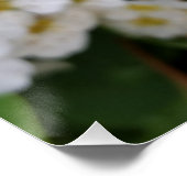 Weiße Blume glühen Poster (Ecke)