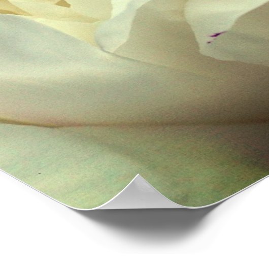 Weiße Blume in Blüte Nah Poster (Ecke)