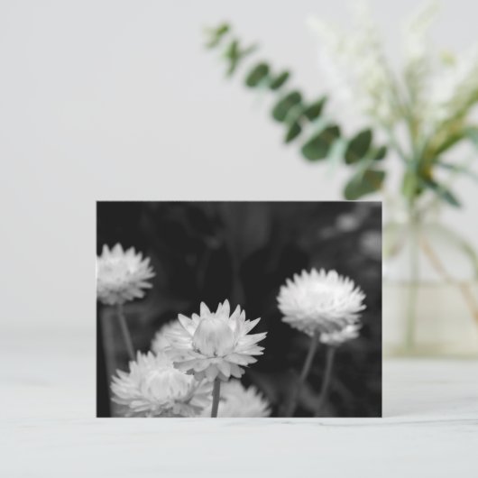 Weiße Blume in Schwarzweiß Postkarte (Stehend Vorderseite)