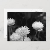 Weiße Blume in Schwarzweiß Postkarte (Vorne/Hinten)
