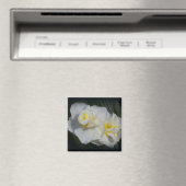 Weiße Blume Magnet (In Situ (Geschirrspüler))