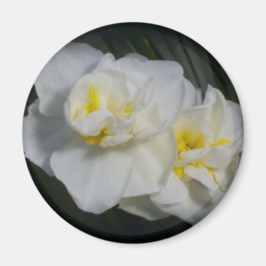 Weiße Blume Magnet (Vorne)