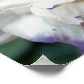 Weiße Blume mit lila Trimm-Poster Poster (Ecke)