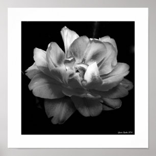 Weiße Blume mit schwarzem Hintergrund Poster