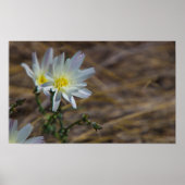 weiße Blume Poster (Vorne)