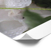 Weiße Blume Poster (Ecke)