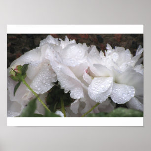 Weiße Blume Poster