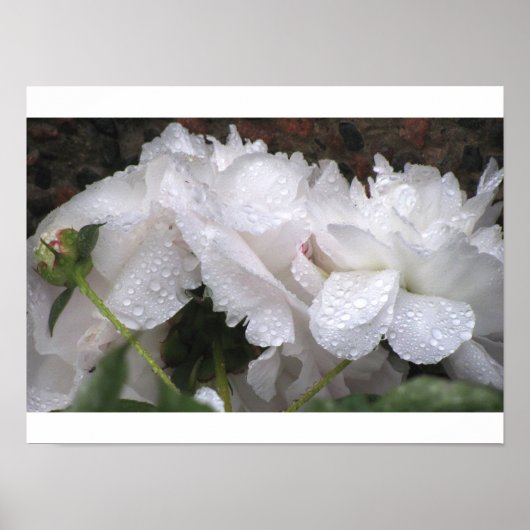 Weiße Blume Poster (Vorne)