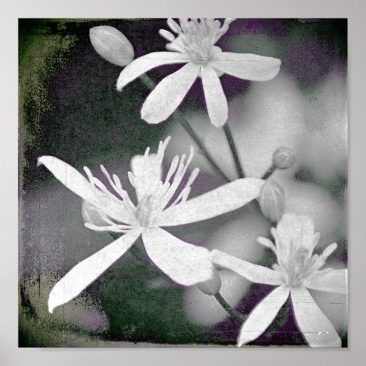 Weiße Blume Poster (Vorne)