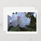 Weiße Blume Postkarte (Vorne/Hinten)