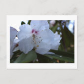 Weiße Blume Postkarte (Vorderseite)