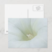 Weiße Blume Postkarte (Vorne/Hinten)