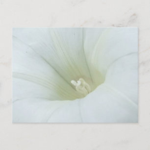 Weiße Blume Postkarte