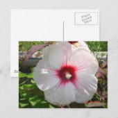 Weiße Blume Postkarte (Vorne/Hinten)