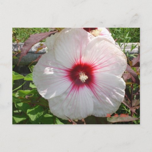 Weiße Blume Postkarte (Vorderseite)
