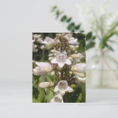 Weiße Blume Postkarte (Stehend Vorderseite)