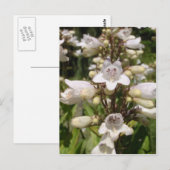 Weiße Blume Postkarte (Vorne/Hinten)