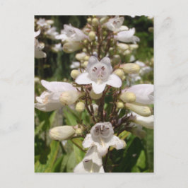 Weiße Blume Postkarte