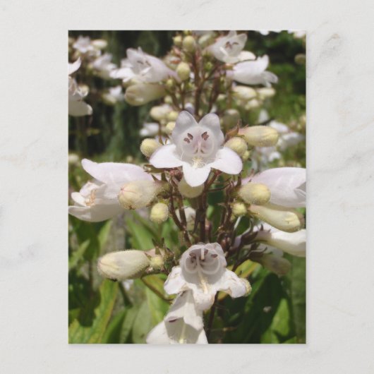 Weiße Blume Postkarte (Vorderseite)