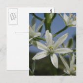 Weiße Blume Postkarte (Vorne/Hinten)