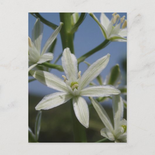 Weiße Blume Postkarte (Vorderseite)