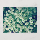 Weiße Blume Postkarte (Vorderseite)