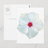 weiße Blume Postkarte (Vorne/Hinten)