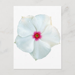 weiße Blume Postkarte