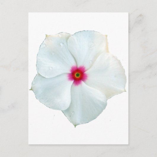 weiße Blume Postkarte (Vorderseite)