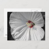 weiße Blume Postkarte (Vorne/Hinten)