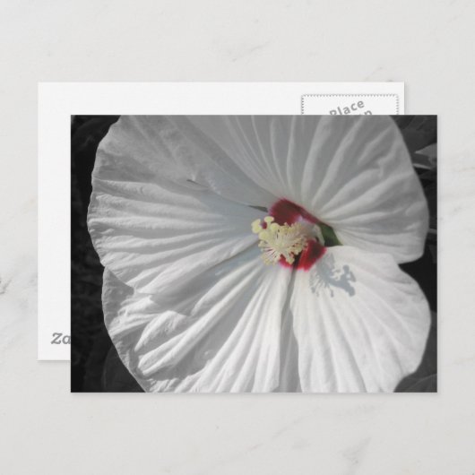 weiße Blume Postkarte (Vorne/Hinten)