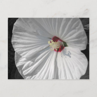 weiße Blume Postkarte