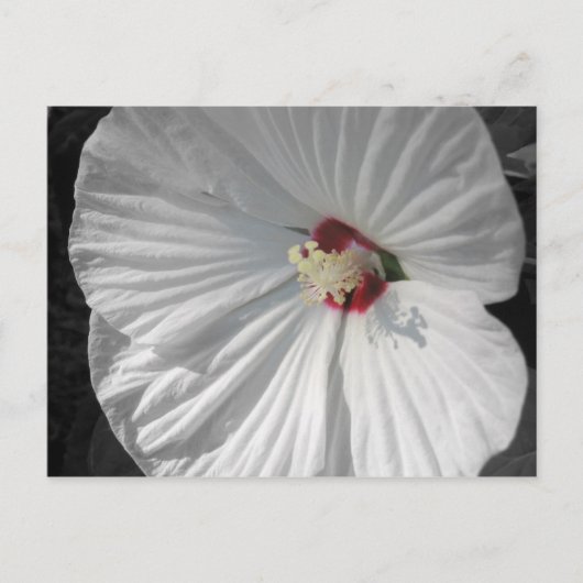 weiße Blume Postkarte (Vorderseite)